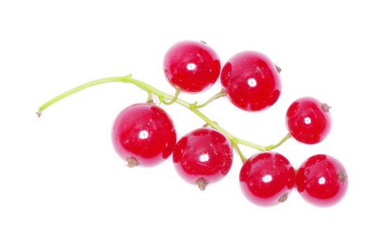 red currant isolated on a white background
