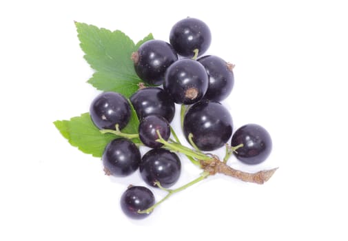 branch of black currant fruits isolated on white background