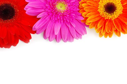 gerbera flower closeup on white background