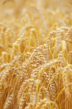 golden wheat field in summer