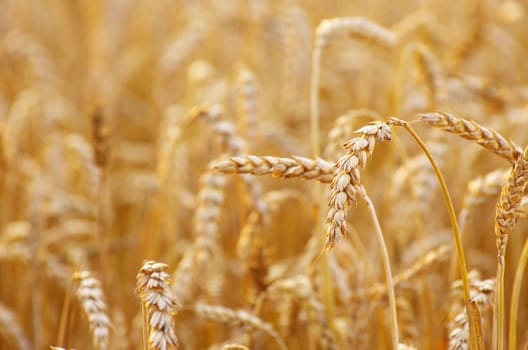 golden wheat field in summer
