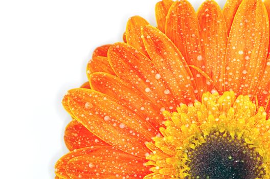gerbera flower closeup on white background