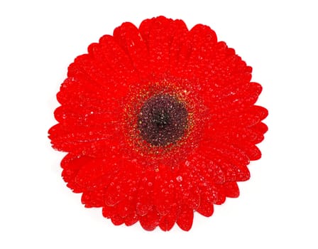 red gerbera flower closeup on white background