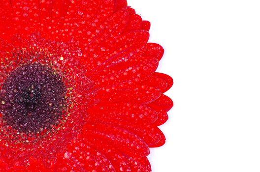 red gerbera flower closeup on white background