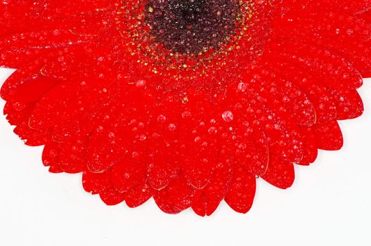 gerbera flower closeup on white background