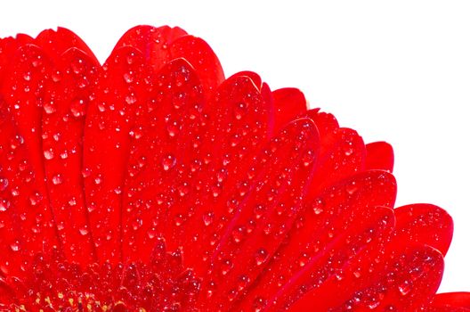 gerbera flower closeup on white background