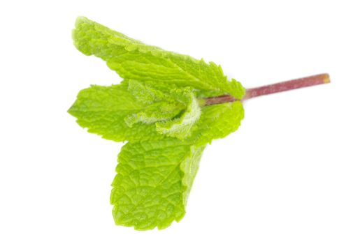 Fresh green mint isolated on white