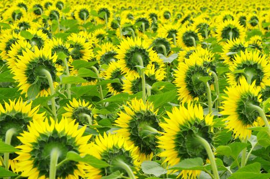 Closeup of a bright yellow sunflowers