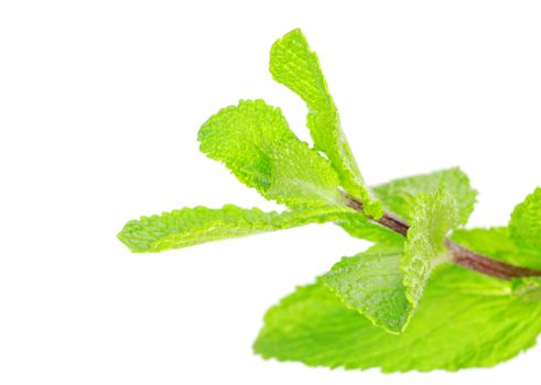 Fresh green mint isolated on white