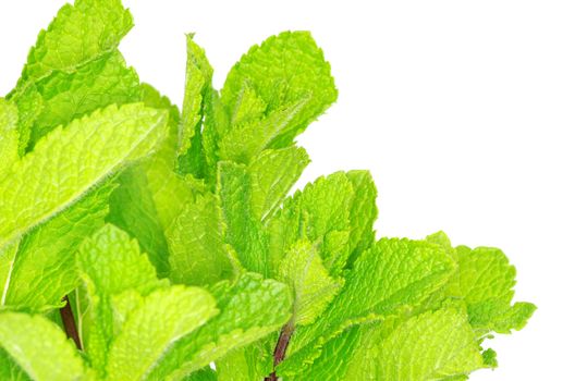 Fresh green mint isolated on white