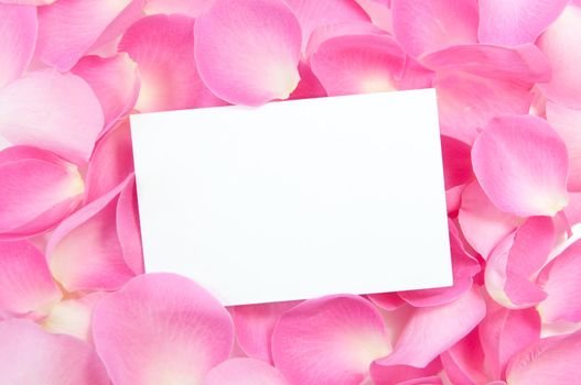 Blank card amongst pink roses 