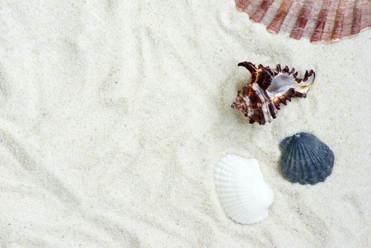 starfish  on the sand beach