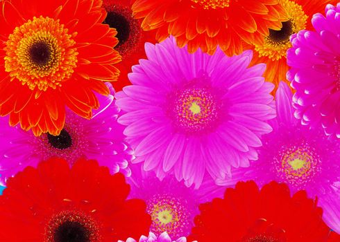 background colorful gerberas close up 