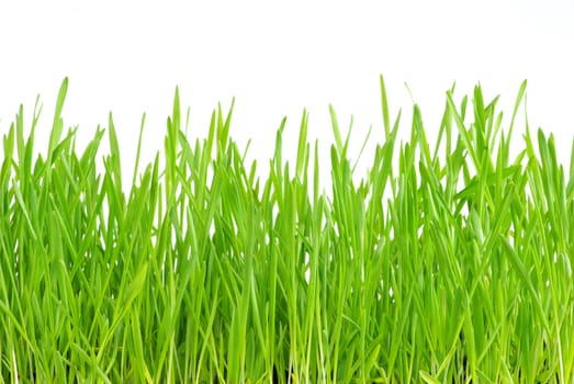 Green grass isolated on white background