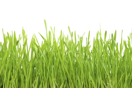 Green lawn isolated on white background