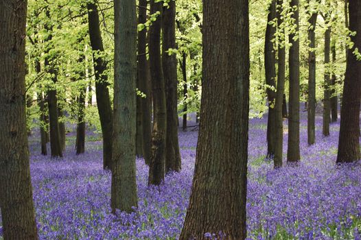 Carpet of bluebells in May
