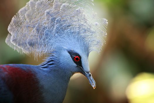Victoria Crowned Pigeon (Goura Victoria). A zoo of Bali, Indonesia