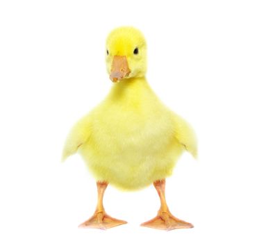 cute gosling isolated on a white