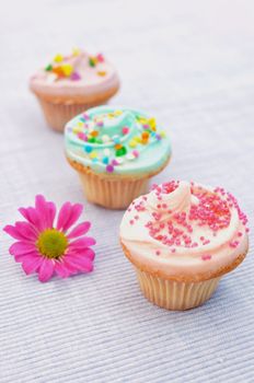 Delicious pastel coloured cupcakes with a spring daisy