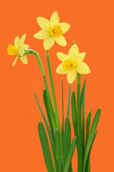 Miniature spring yellow daffodils isolated 