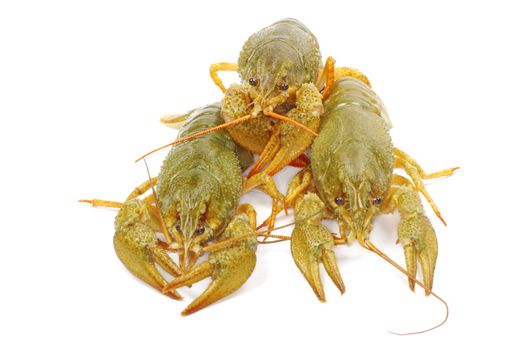 crawfish on a white background