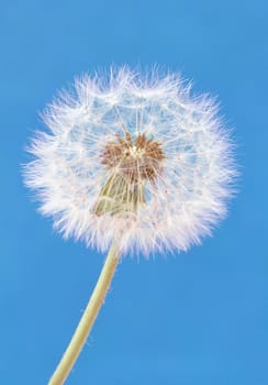 Closeup of a dandelion against the sky 