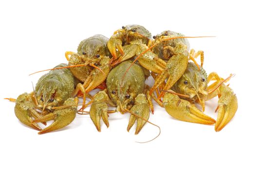 crawfish on a white background