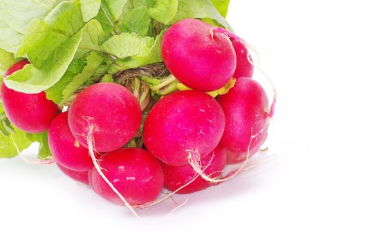 Fresh radishes on a white background