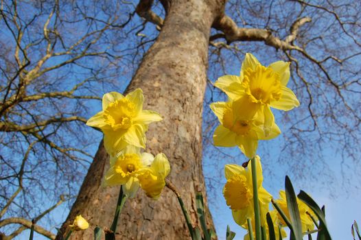 Early flowers appear next to a tree