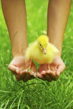 a yellow fluffy gosling in the hand