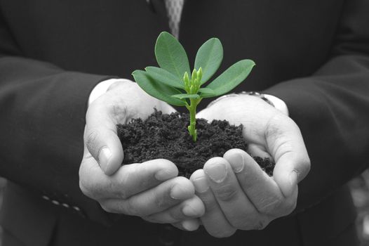 Man wearing a suit holding a small plant