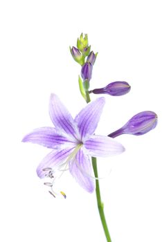 lovely purple flowers on white background