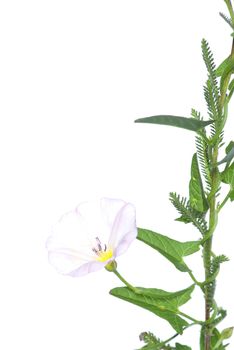 beautiful  flowers on white background