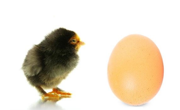 Cute little baby chicken isolated on white background