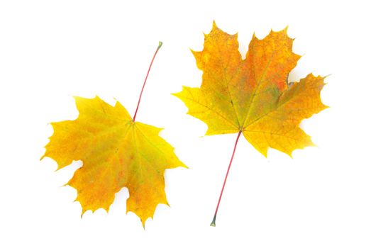 autumn maple leaf isolated on white background