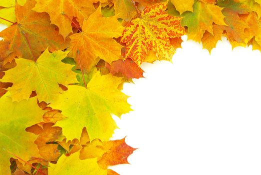 autumn maple leafs isolated on a white 