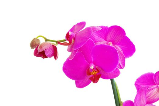 pink stem of orchids isolated on white