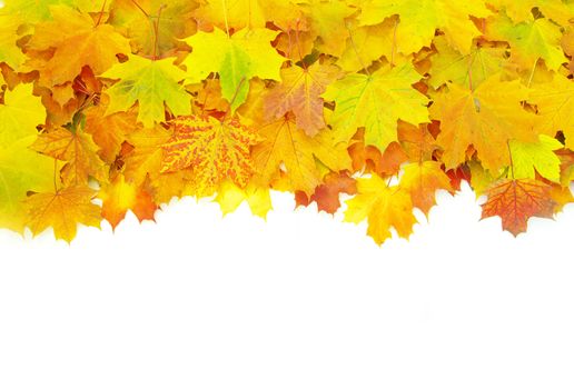 autumn maple leaves isolated on a white