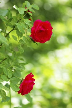 a close-up of a red rose   