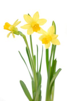 Yellow daffodils isolated on white