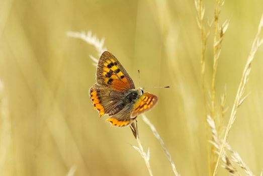  butterfly on a green leaf