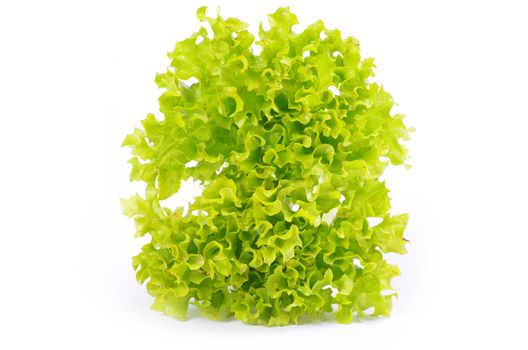 fresh green salad on white background