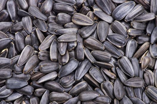 Sunflower seeds for backgrounds or textures
