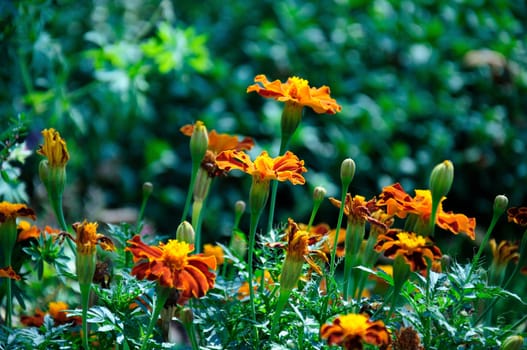 meadow of blooming tagetes, for background calendar