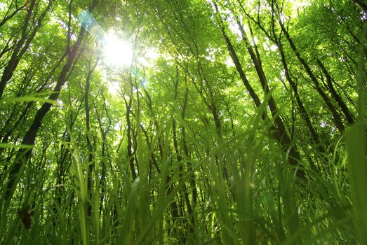 green forest  background in a sunny day
