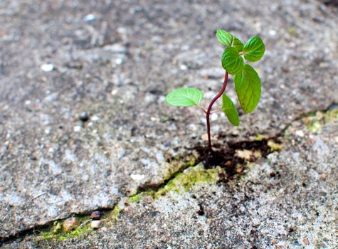 Young seedling emerging from a crack in the earth 