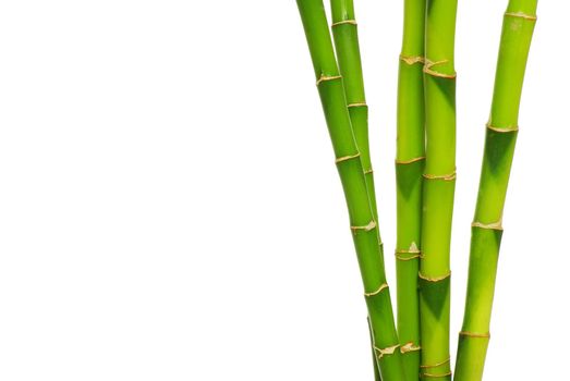bamboo isolated on a white background
