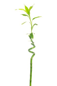 green bamboo isolated on a white background