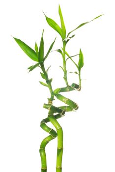 green bamboo isolated on a white background