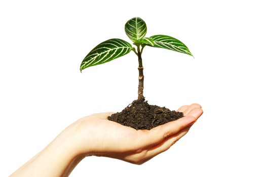  holding a plant between hands on white